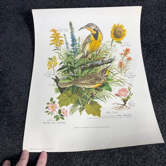 Arthur Singer Portfolio of Bird Prints #7 Western Meadowlark - Vintage Botanical - Picture 1 of 6